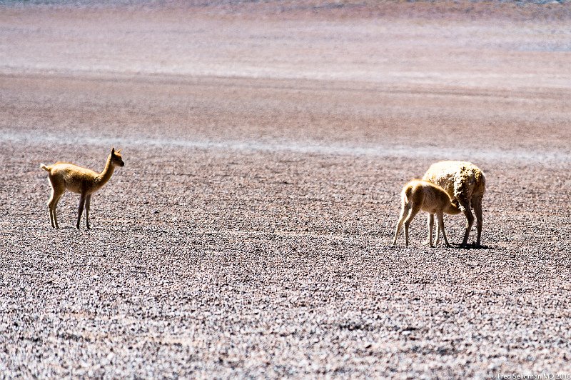 20160330_115119 D4S.jpg - The guanaco is an animal native to the arid, mountainous regions of South America.   Note the male looking on while the infant feeds. The male had arrived moments prior from a bit higher elevation where he had been on guard